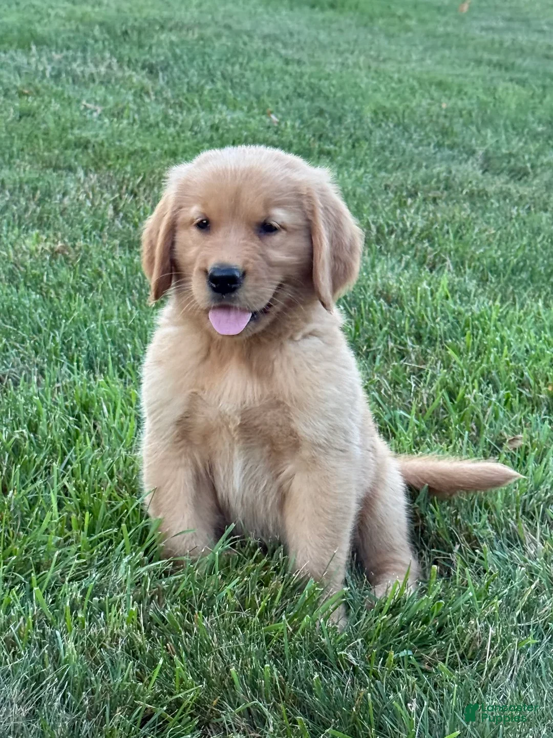 Golden Retriever dogs for sale: Cooper - Ad 1