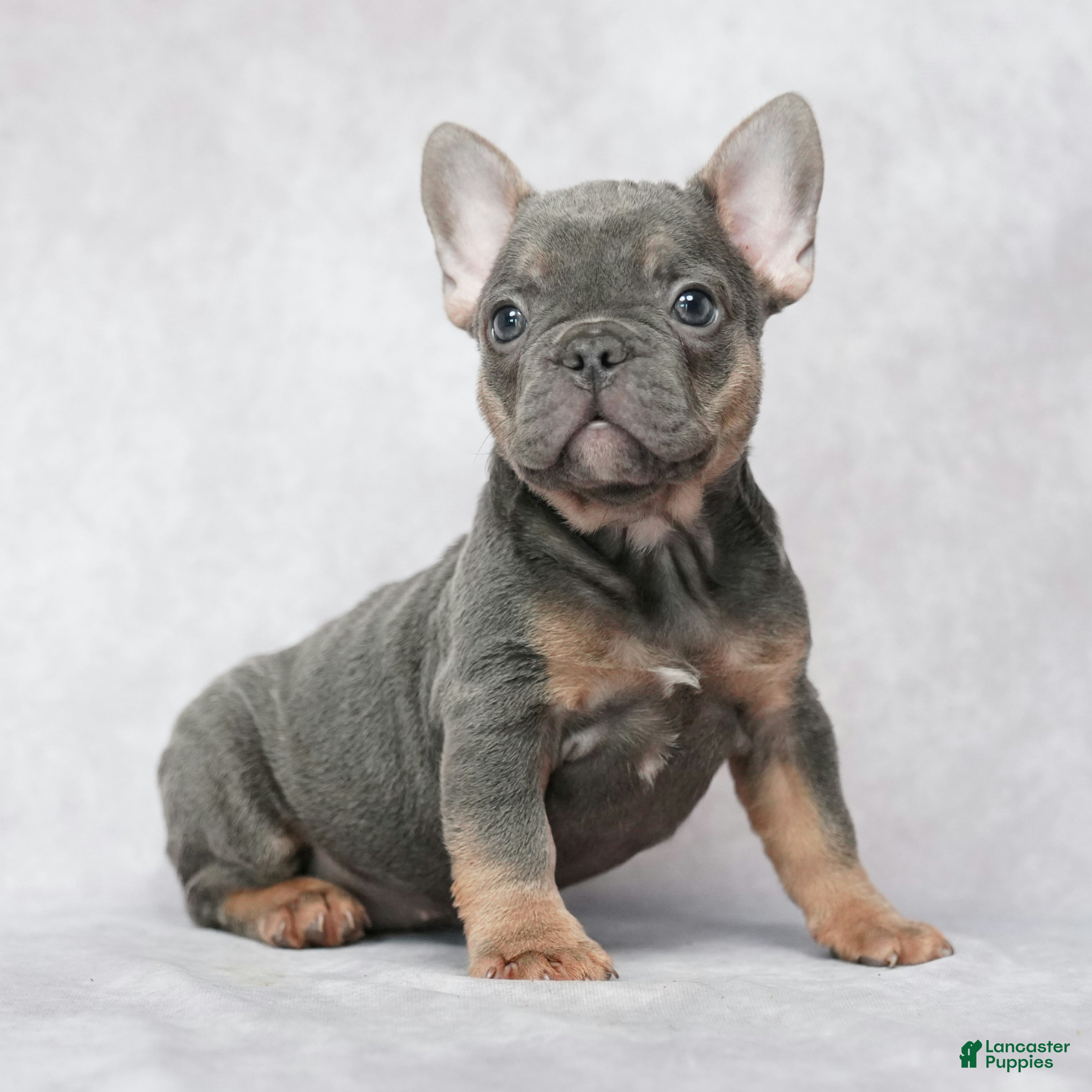 French Bulldog dogs Stella - Ad 1