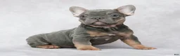 French Bulldog dogs for sale: Stella - Ad 1