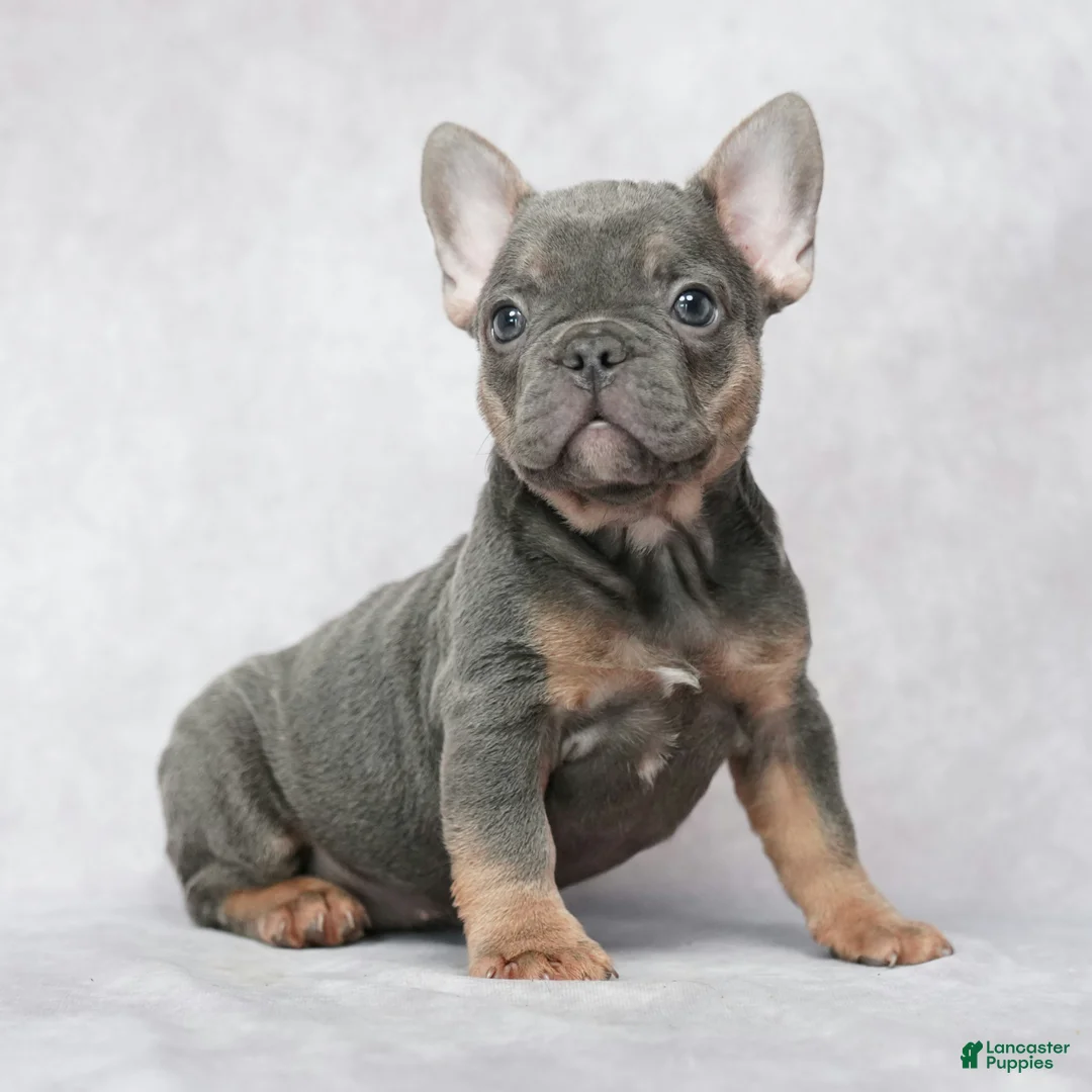 French Bulldog dogs for sale: Stella - Ad 1