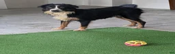 Miniature Australian Shepherd dogs for sale: Finley - Ad 8