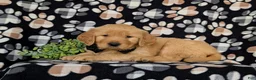 Golden Retriever dogs for sale: Moses AKC Registered - Ad 5
