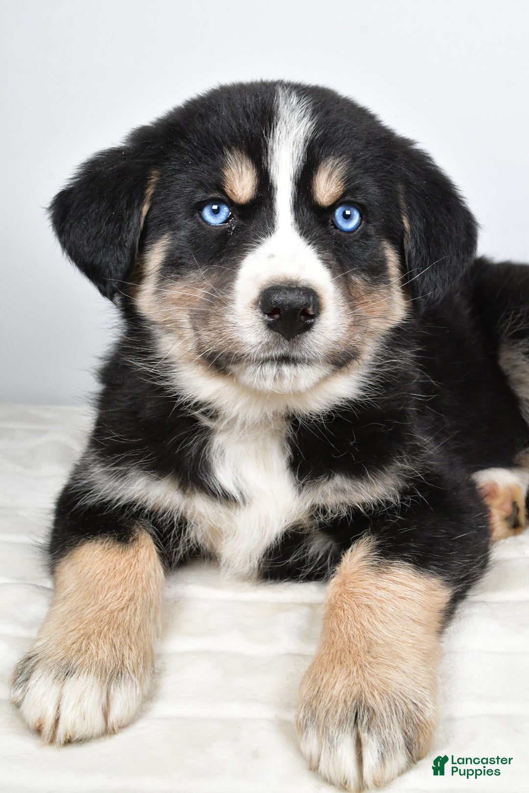 Mixed Breed dogs for sale: Piper - Ad 5