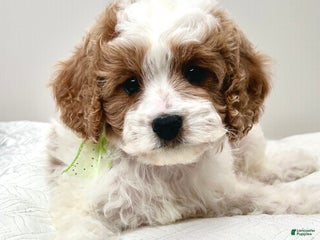 Cavapoo dogs - Ad 29