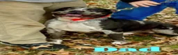 American Bully dogs for sale: Lilath - Ad 7