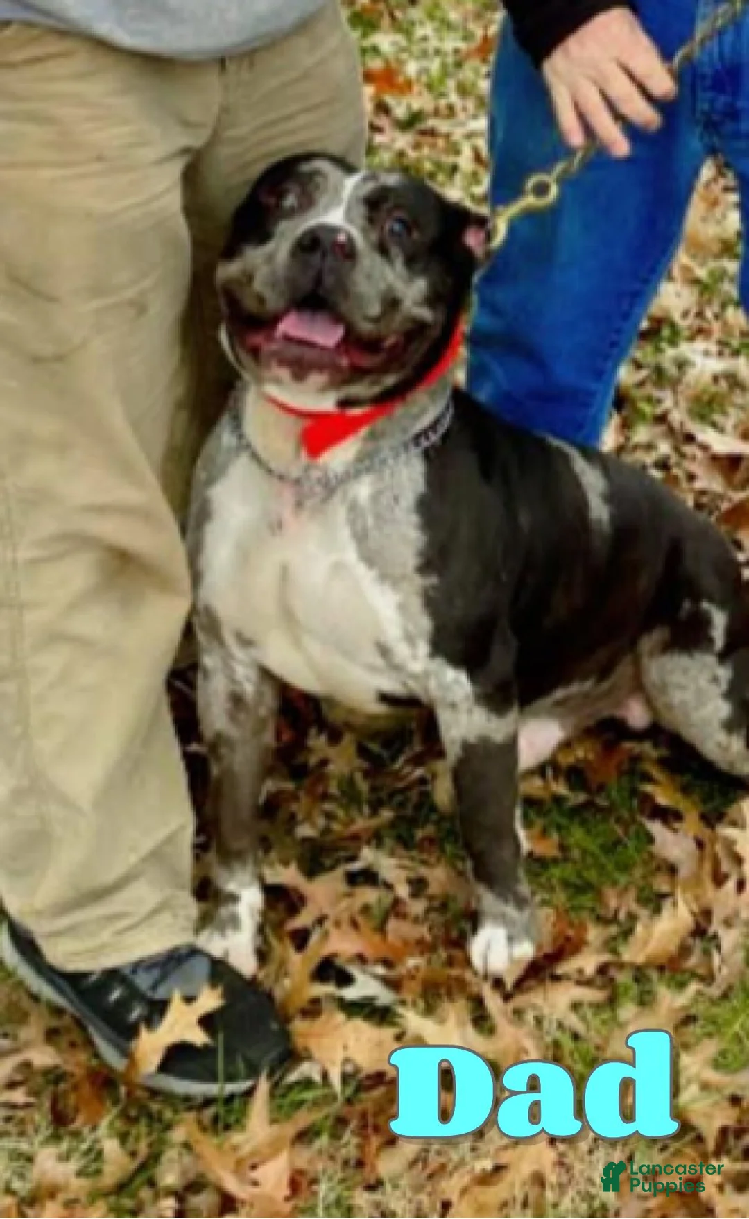 American Bully dogs for sale: Lilath - Ad 7
