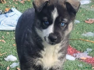 Pomsky dogs Capu - Ad 38