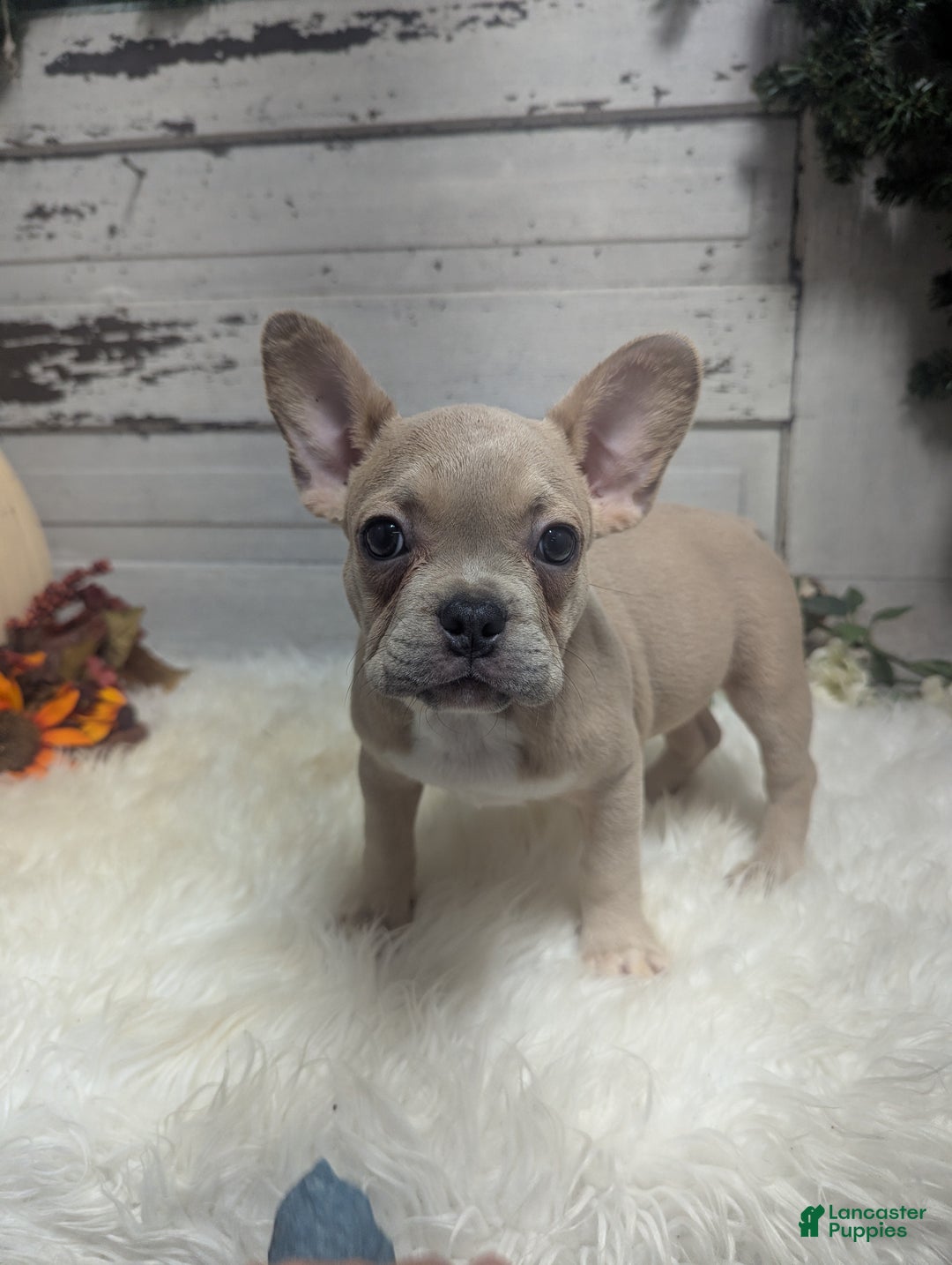 French Bulldog dogs for sale: Candace - Ad 1