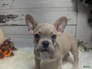 French Bulldog dogs for sale: Candace - Ad 4