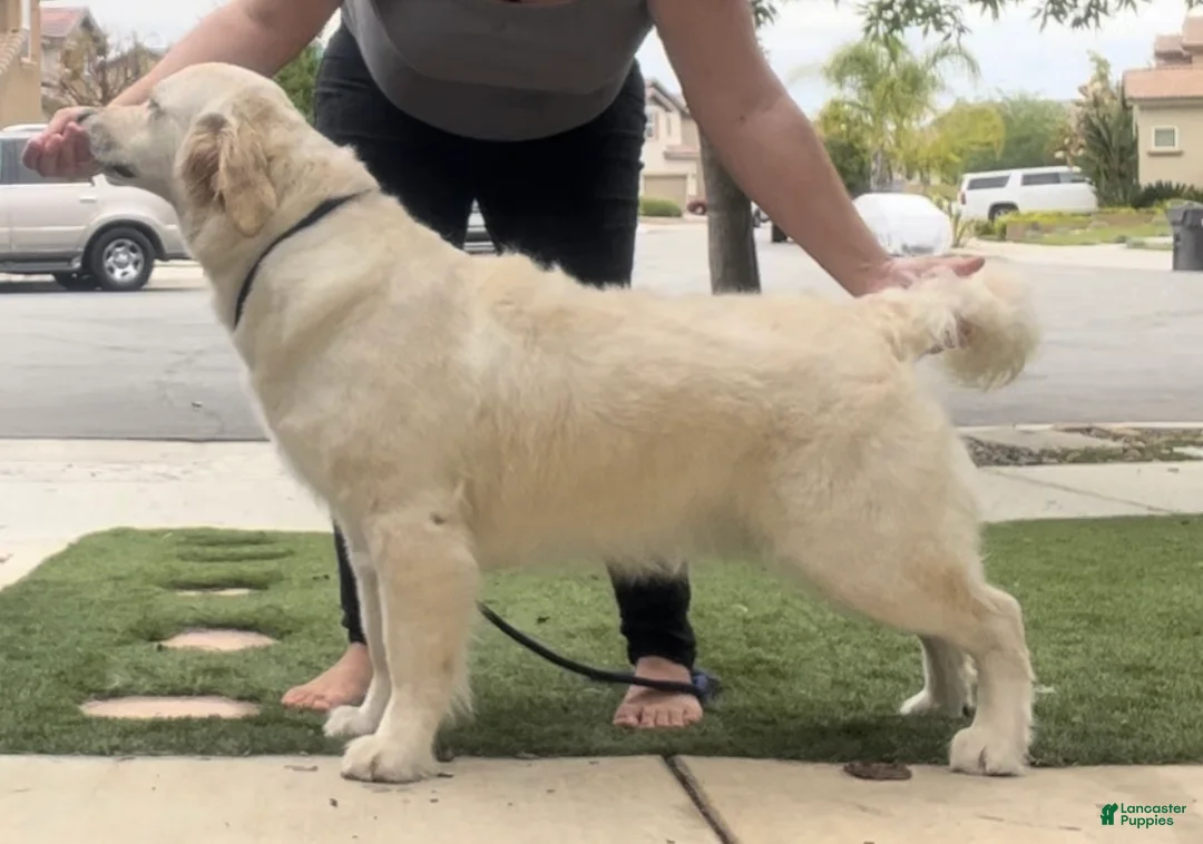 Golden Retriever dogs for sale: Golden Retriever Puppy 2 - Ad 3