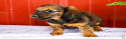 Miniature Dachshund dogs for sale: Bryce - Ad 4