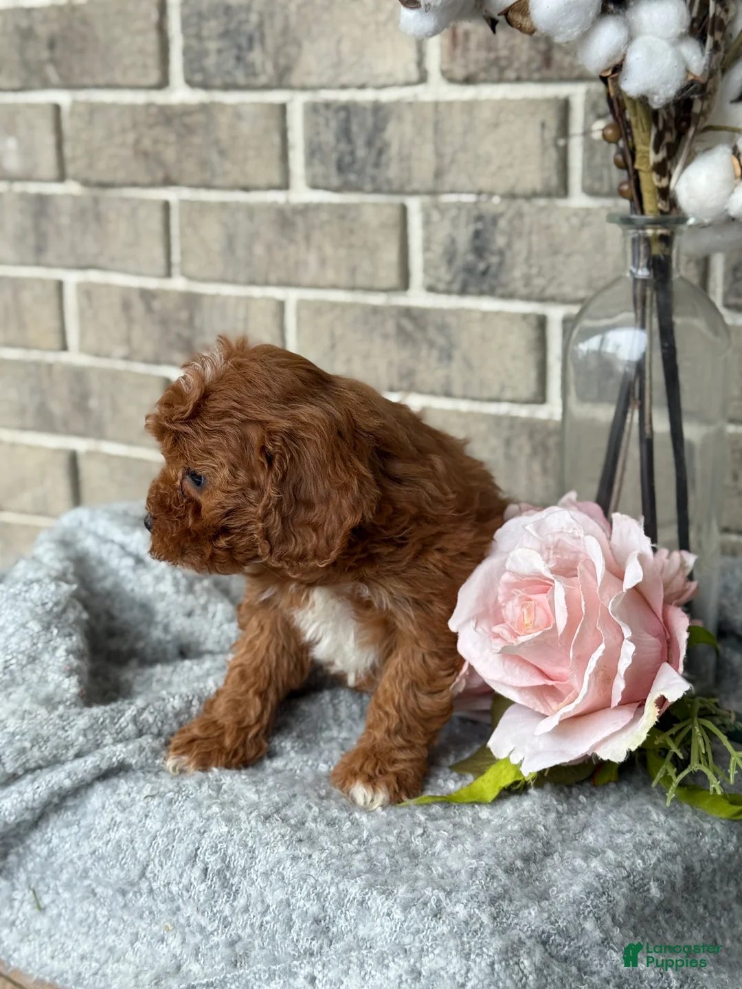 Cavapoo dogs for sale: Kassie - Ad 7