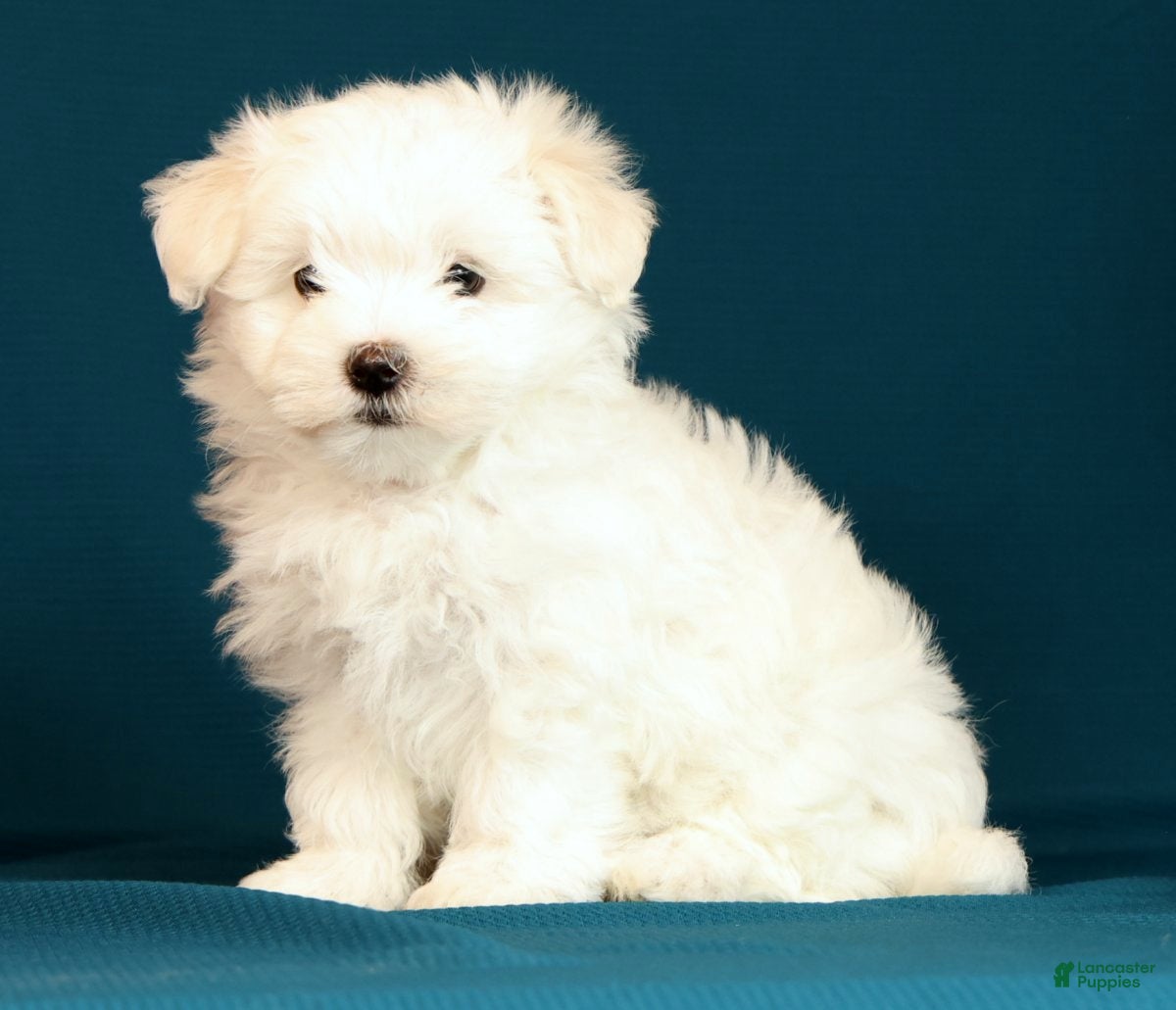 Maltese dogs Lily - Ad 2