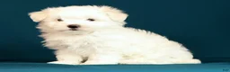Maltese dogs for sale: Lily - Ad 2