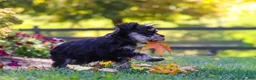 Miniature Schnauzer dogs for sale: Callie - Ad 3