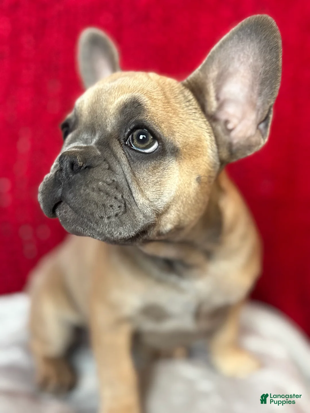 French Bulldog dogs for sale: Rosalita - Ad 1