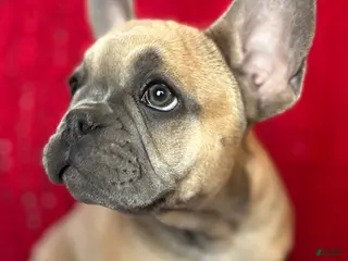 French Bulldog dogs Rosalita - Ad 1