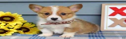 Welsh Corgi Pembroke dogs for sale: Wyatt - Ad 4