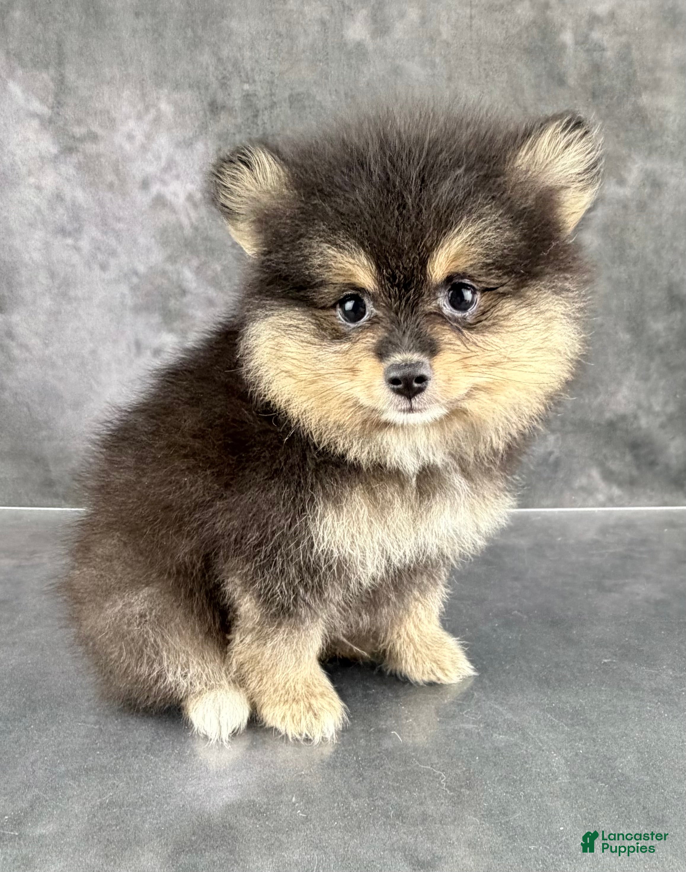 Pomeranian dogs Dash AKC - Ad 2