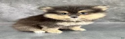 Pomeranian dogs for sale: Dash AKC - Ad 2