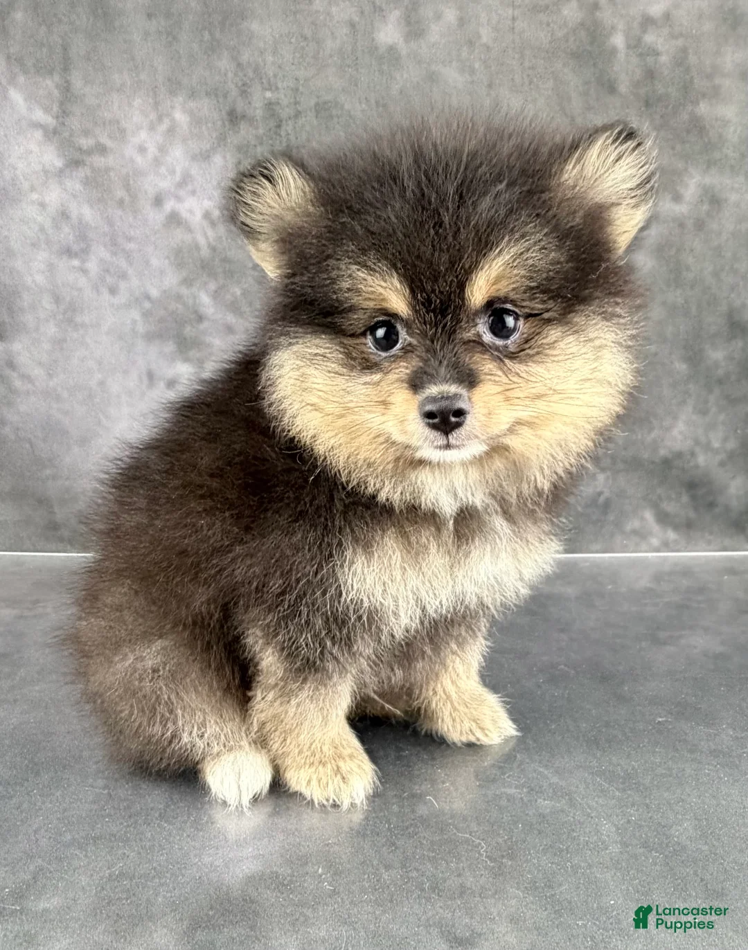 Pomeranian dogs for sale: Dash AKC - Ad 2