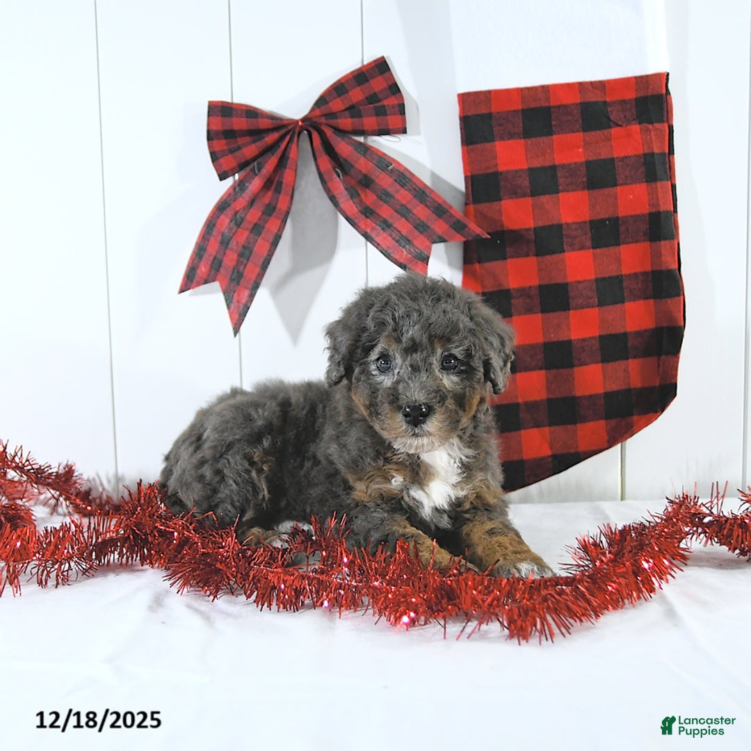 Mini Bernedoodle dogs for sale: Sandra - Ad 4