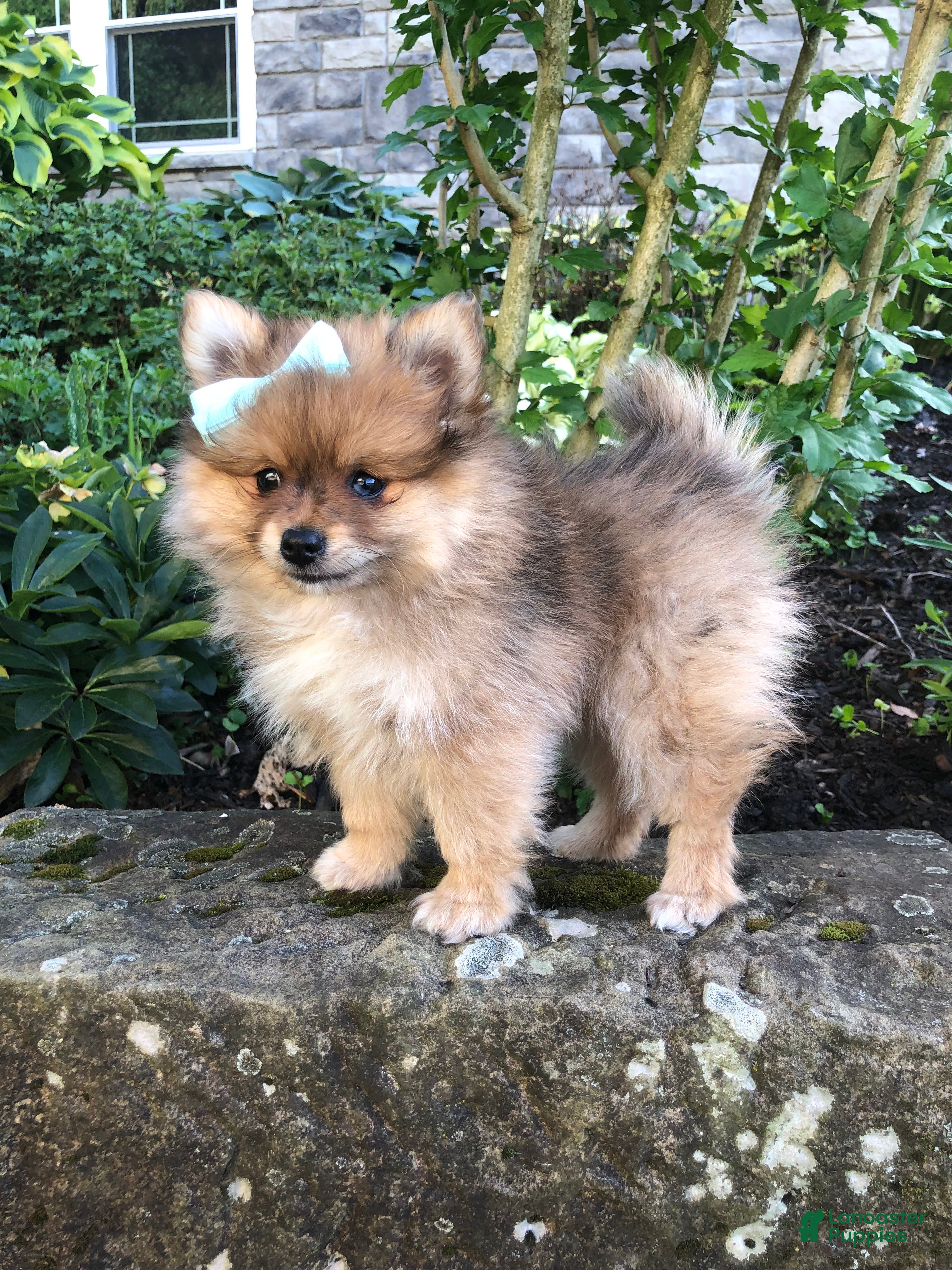 Pomeranian dogs Ollie - Ad 2