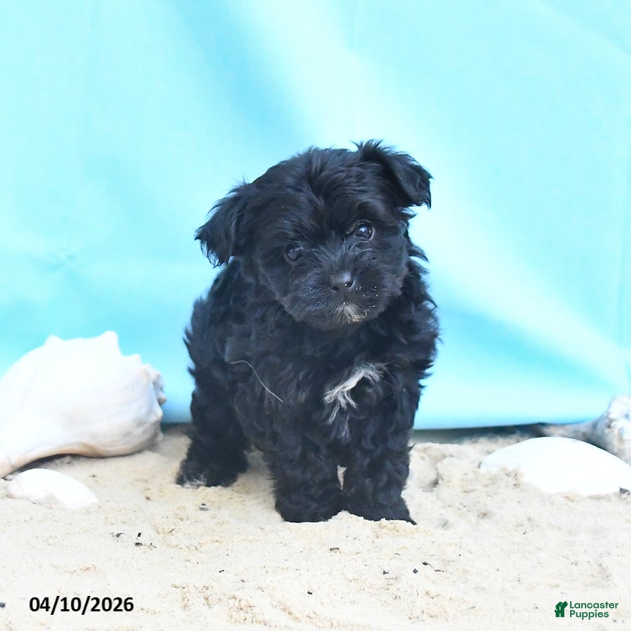 Yorkiepoo dogs Cacey - Ad 1