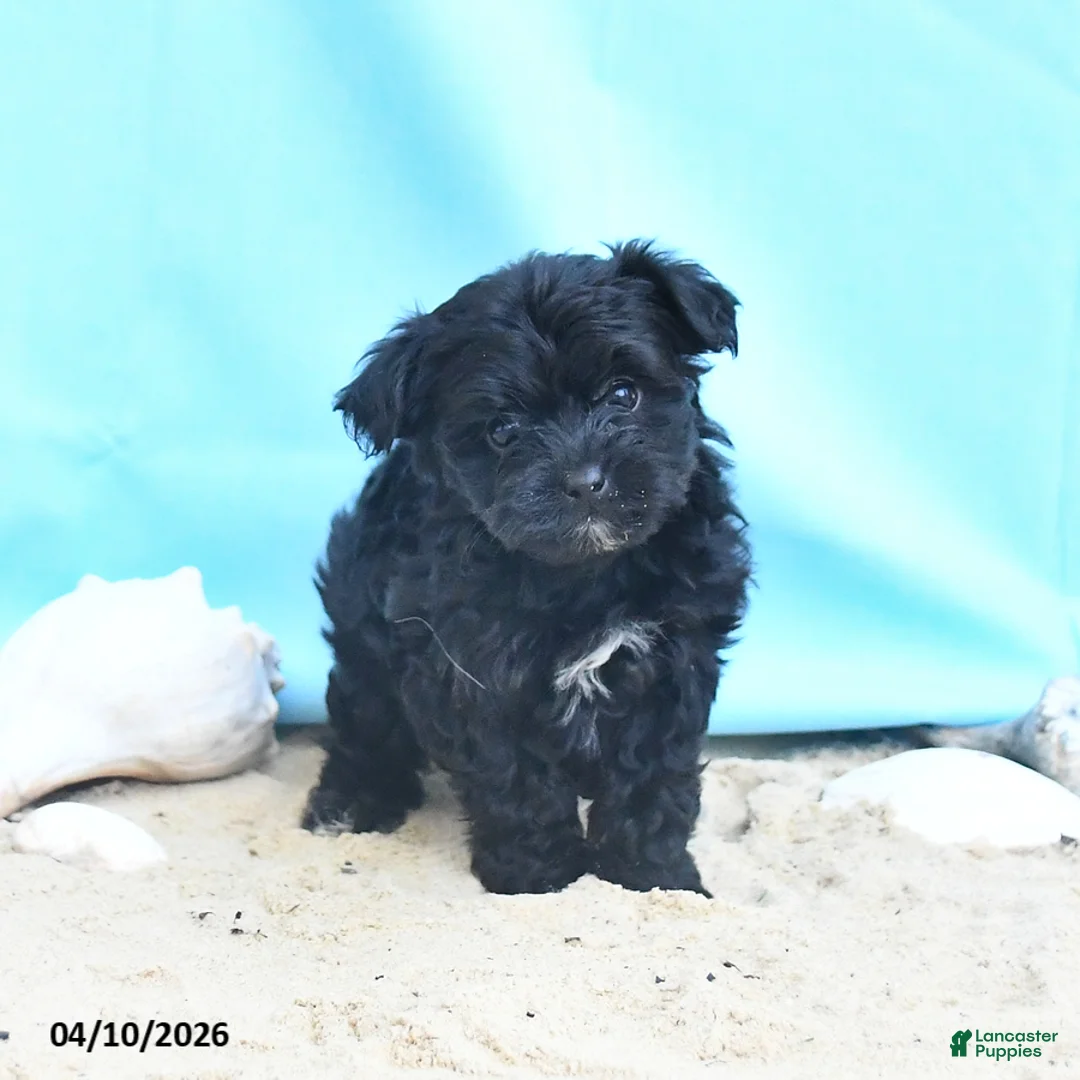 Yorkiepoo dogs for sale: Cacey - Ad 1