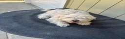 Maltipoo dogs for sale: Maltipoo 1 - Ad 2