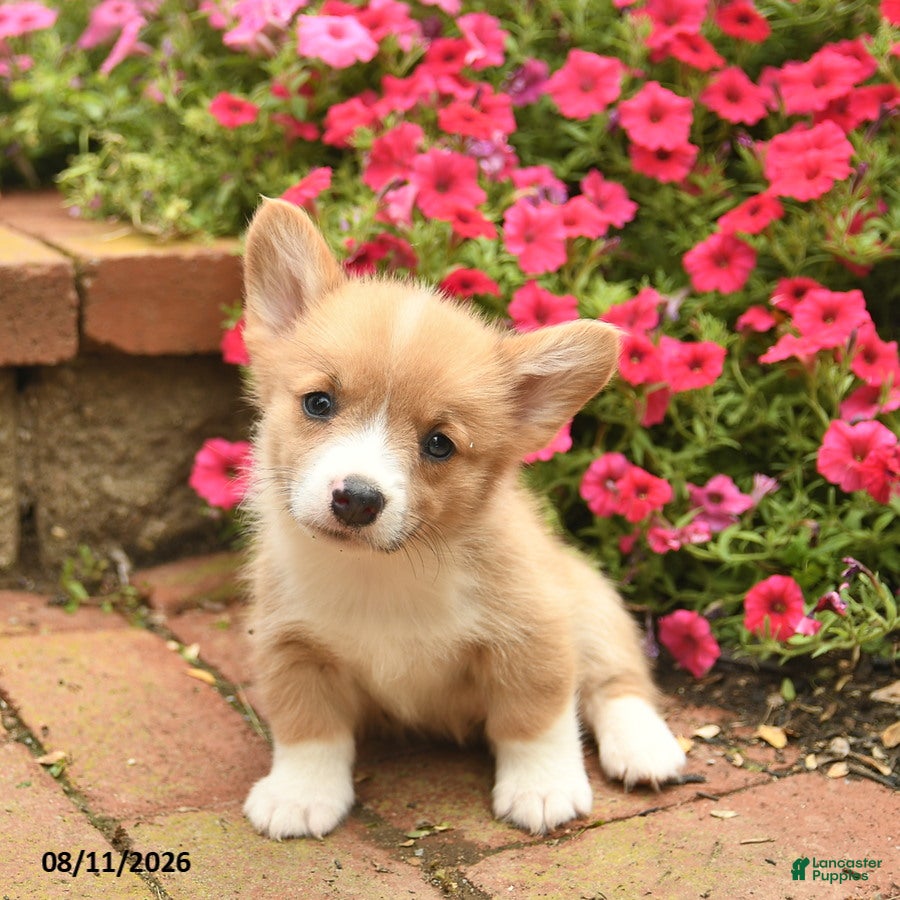 Welsh Corgi Pembroke dogs Cruz  - Ad 1