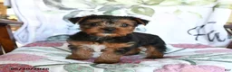 Yorkshire Terrier dogs for sale: Mia  - Ad 4