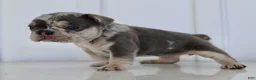 French Bulldog dogs for sale: Debi - Ad 7