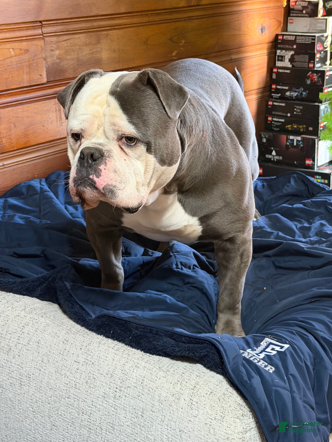 American Bulldog dogs for sale: Bella - Ad 12