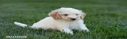 Mini Goldendoodle dogs for sale: Oscar - Ad 2