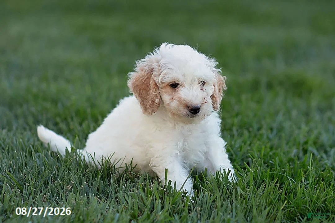 Mini Goldendoodle dogs for sale: Oscar - Ad 2