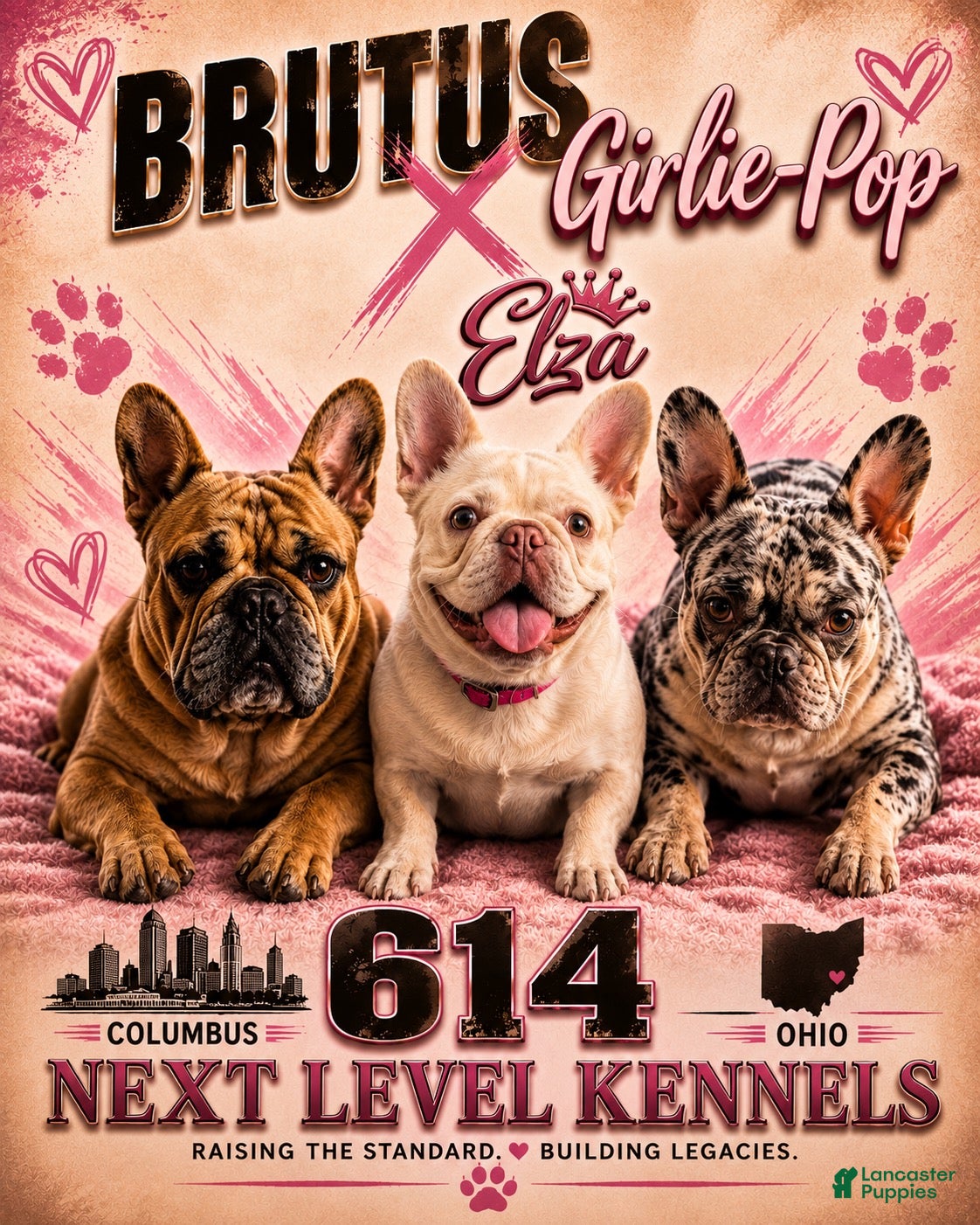 French Bulldog dogs French Bulldog 1 - Ad 2