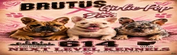 French Bulldog dogs for sale: French Bulldog 1 - Ad 2