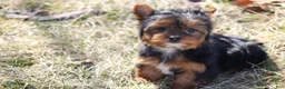 Yorkshire Terrier dogs for sale: Anna - Ad 17