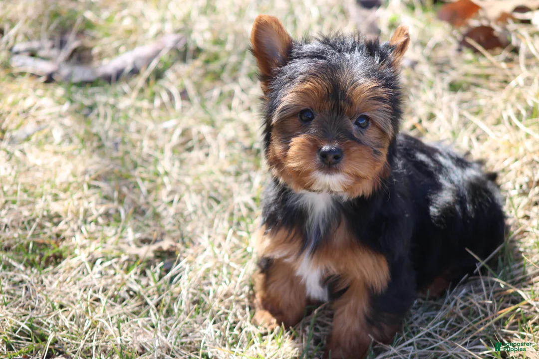Yorkshire Terrier dogs for sale: Anna - Ad 17