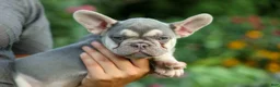 French Bulldog dogs for sale: Stella🌸 - Ad 17