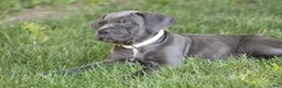 Cane Corso dogs for sale: Xena - Ad 3