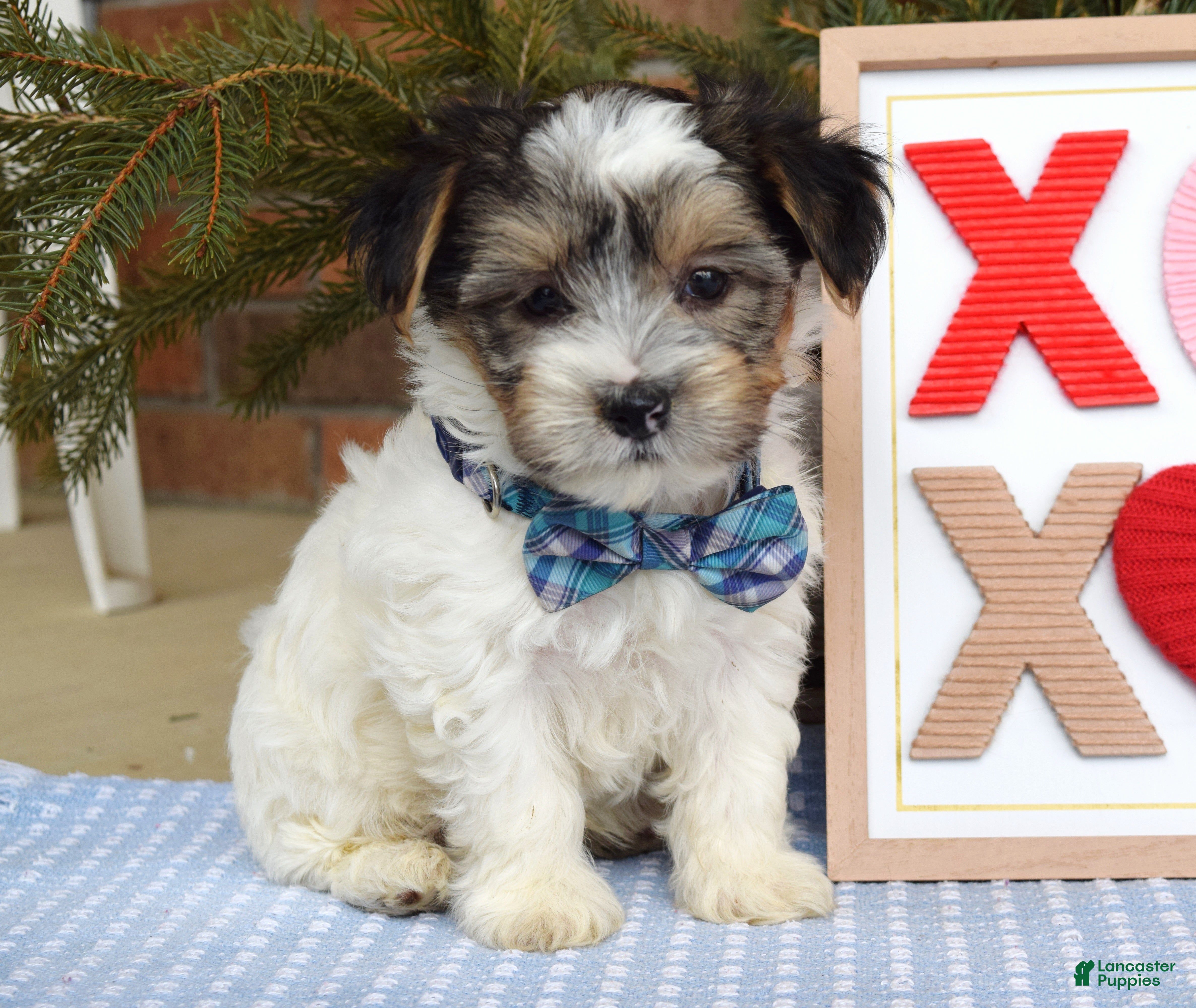 Yorkshire Terrier dogs Patrick  - Ad 1