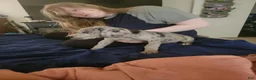 Great Dane dogs for sale: Great Dane 7 - Ad 3