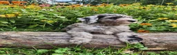 Mini Sheepadoodle dogs for sale: Artemis  - Ad 8
