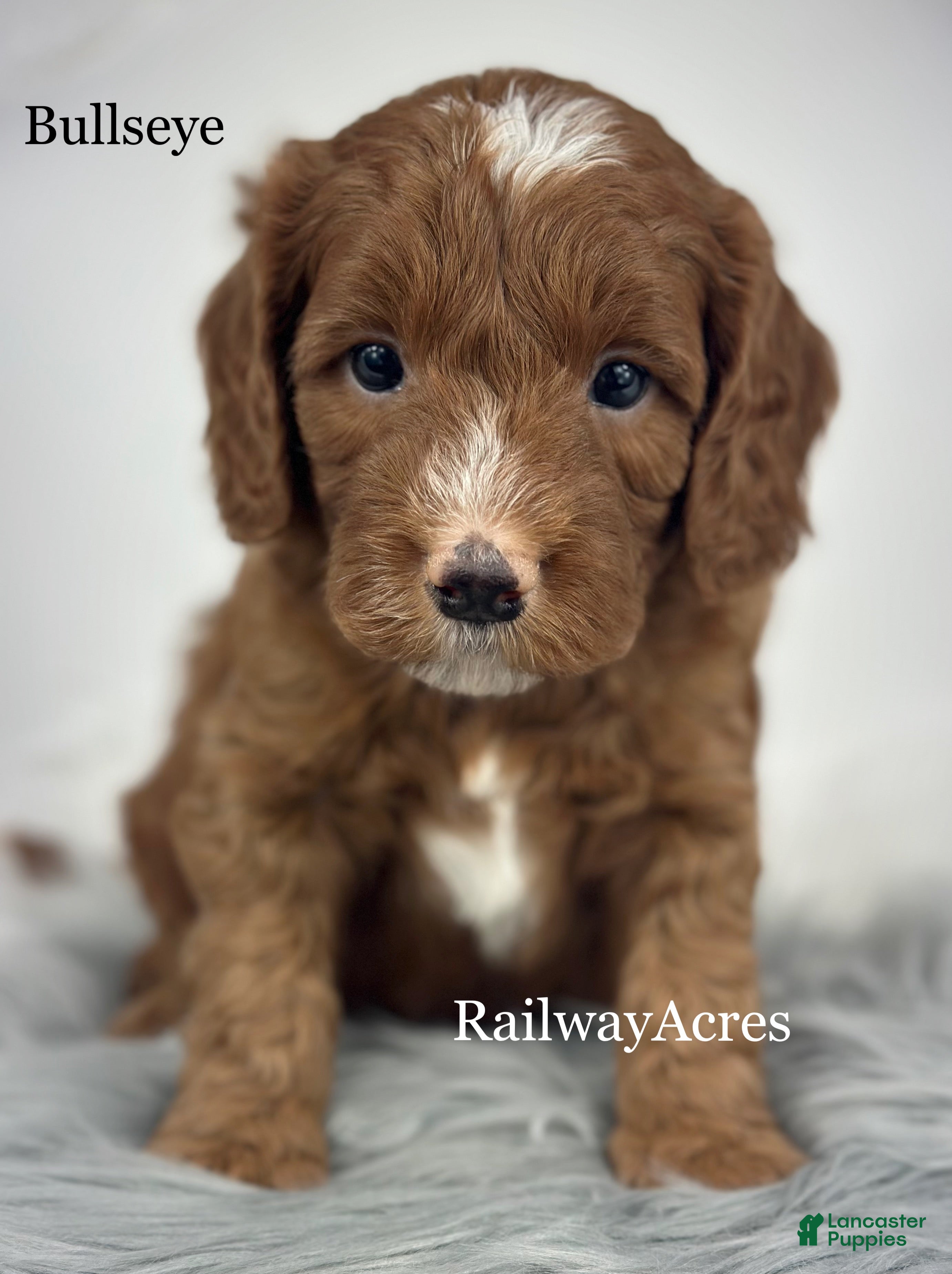 Mixed Breed dogs Bullseye - Ad 8