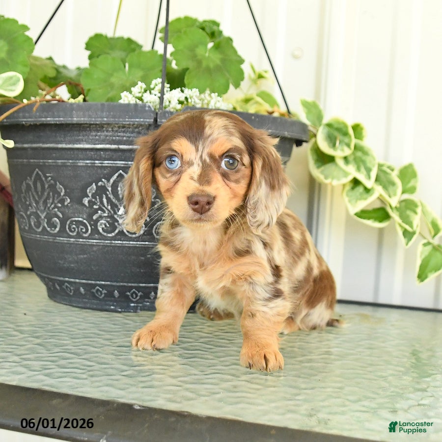 Dachshund dogs for sale: Lily - Ad 4