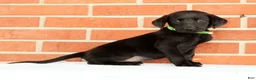 Labrador Retriever dogs for sale: Bailey - Ad 7