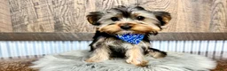 Yorkshire Terrier dogs for sale: Lance - Ad 8