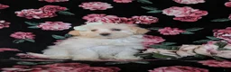 Maltipoo dogs for sale: Desiree - Ad 5